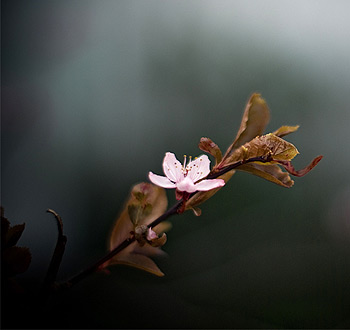 服务器攻击软件