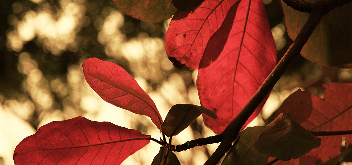 免费ddos攻击网页端